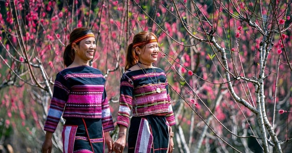 Pfirsichblüten blühen in einem wunderschönen „neuen Mantel“ in einem Bergbezirk von Binh Dinh