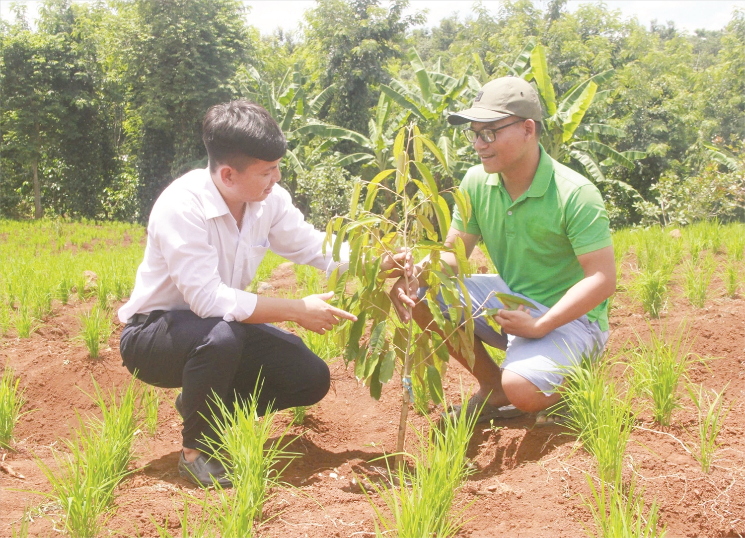 Phòng Dân tộc huyện Krông Ana hỗ trợ tái canh cà phê hướng xen canh sầu riêng cho một số hộ đồng bào DTTS.