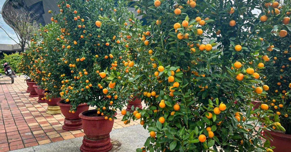 Da Nang aprovecha los árboles de kumquat después del Tet