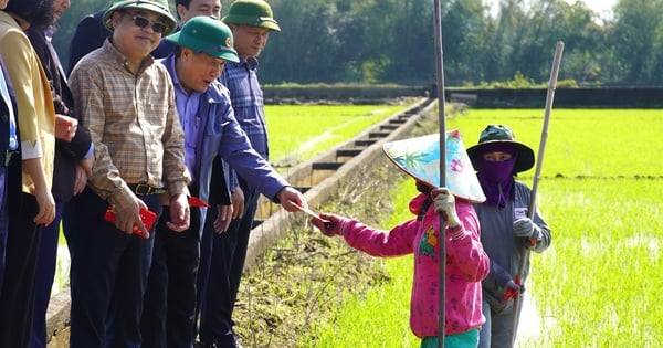 Quang Tri farmers receive lucky money envelopes right in the middle of the fields