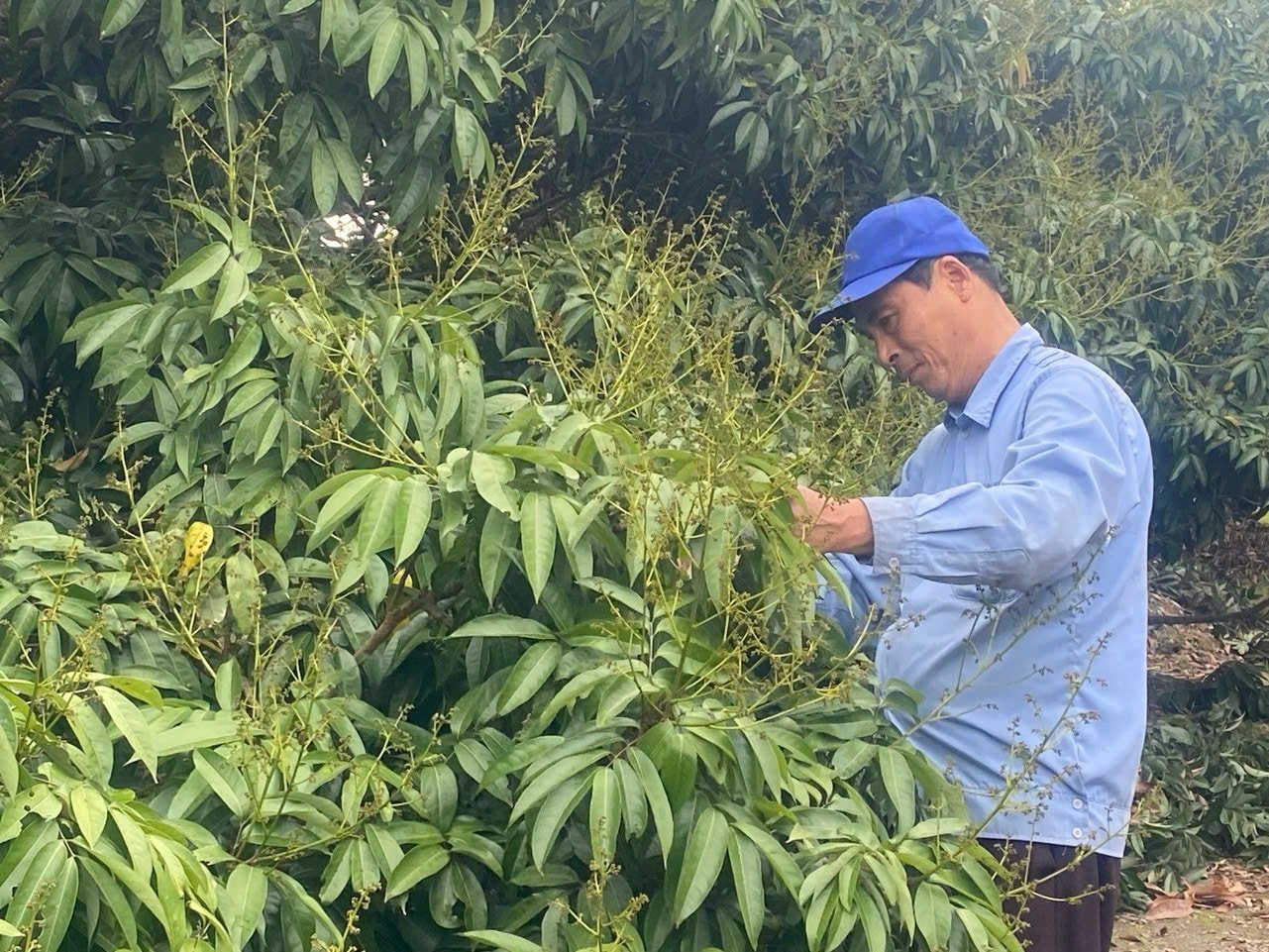 Clima favorable para la floración de los árboles de lichi de Thanh Ha