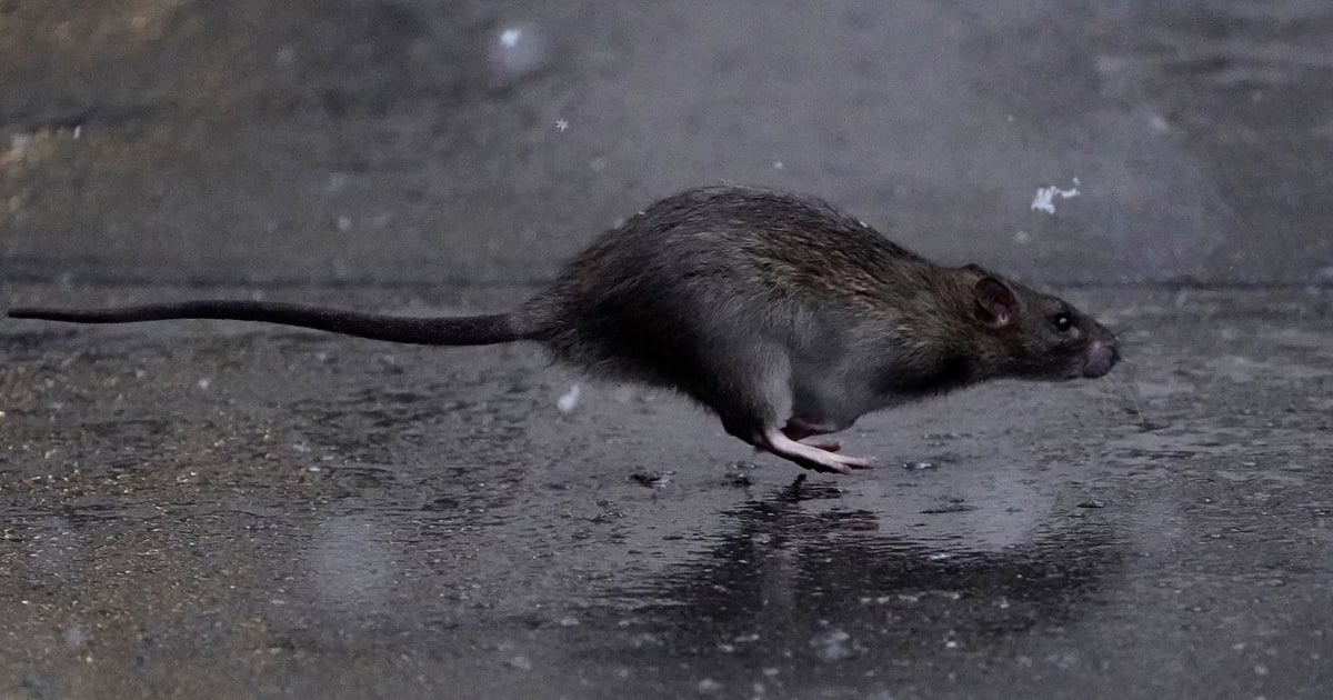 Rattenpopulation „nimmt zu“, wenn das Wetter wärmer wird