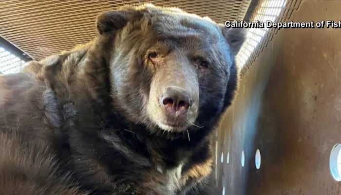 238 kg schwerer Bär versteckt sich nach Waldbrand in Los Angeles in Haus