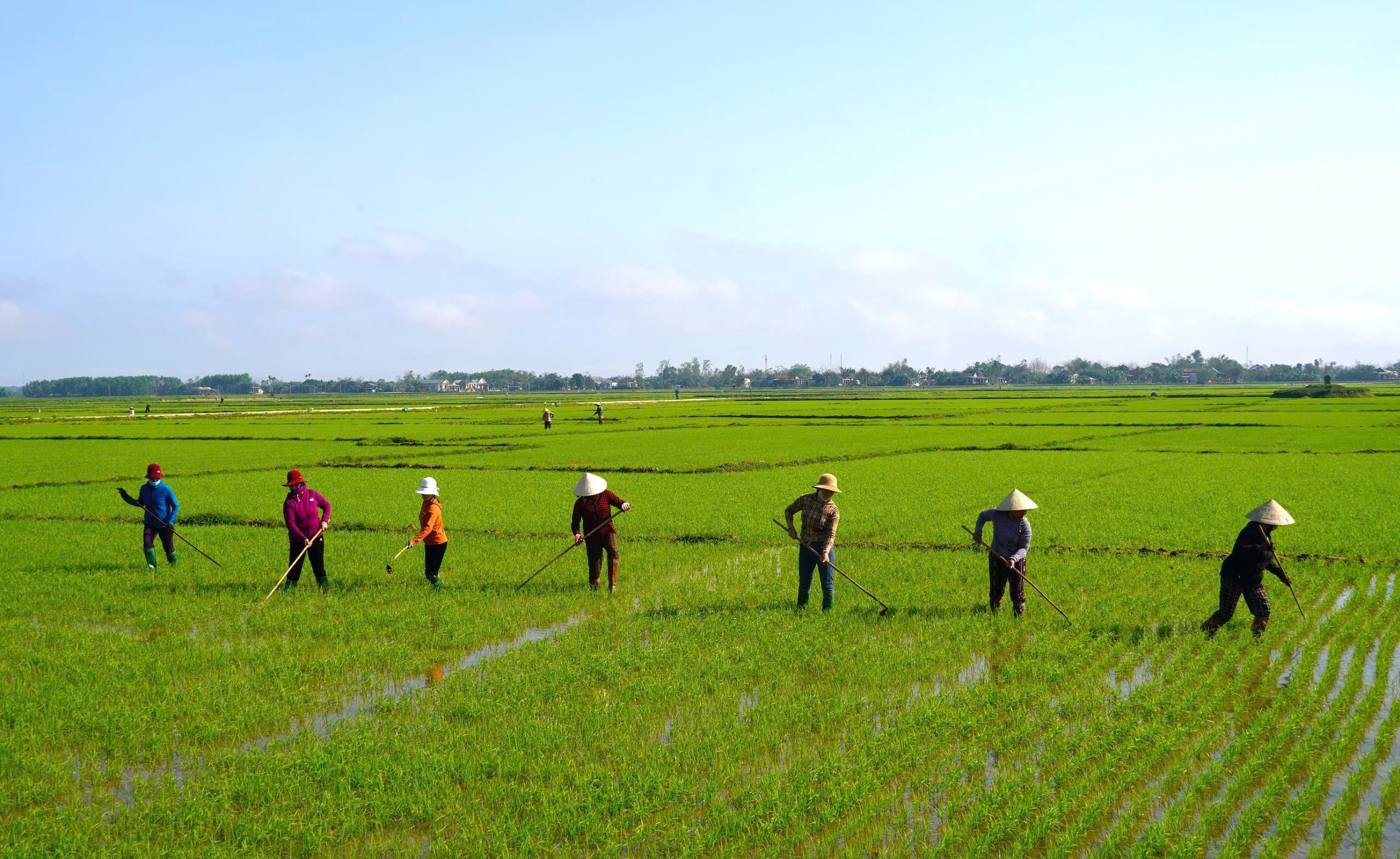 Nông dân Quảng Trị nhận bao lì xì ngay giữa đồng ruộng- Ảnh 3.