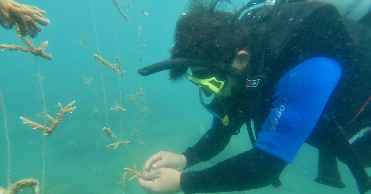 海中でサンゴを育てる：海の「庭師」