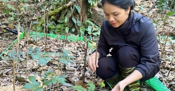 Rủ nhau lên rừng ăn Tết, canh giữ "bảo vật Quốc gia"