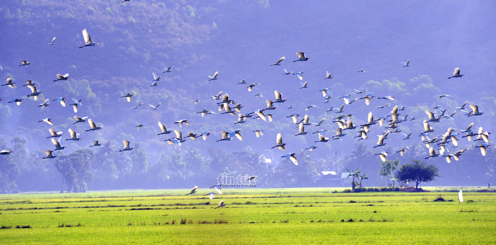 Beobachten Sie Schwärme weißer Störche, die über die Felder von Bay Nui, An Giang fliegen