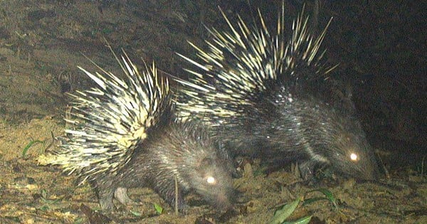 Bild einer „Familie wilder Tiere“, die gemütlich im Quang Tri-Wald auf Nahrungssuche geht