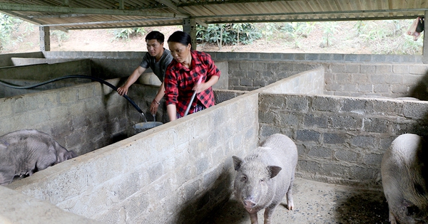 Đây là giống lợn đen, loại lợn đặc sản, nuôi thành công ở Yên Bái, dân nói bán là khối người mua