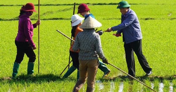 Les dirigeants de la province de Quang Tri se rendent dans les champs pour donner de l'argent porte-bonheur aux agriculteurs