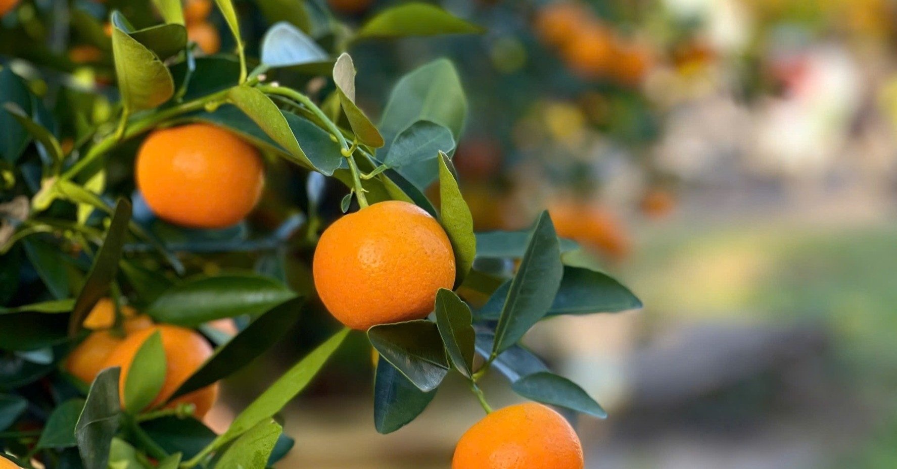 Manera especial en Da Nang de manejar los árboles de kumquat desechados después del Tet