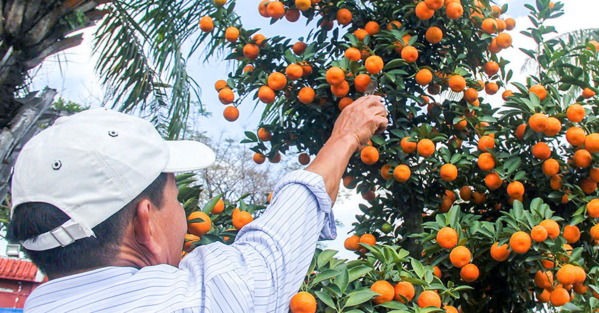 Donación de árboles de kumquat después del Tet a tierras públicas verdes