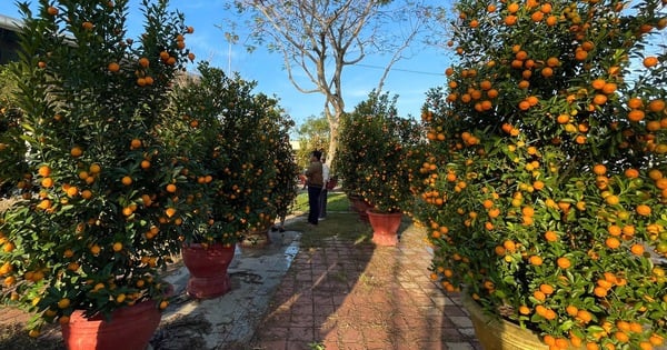 Campaign to donate kumquat trees after Tet to green the walking gardens