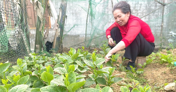 Tận dụng mảnh đất, nông dân Quảng Bình trồng đủ thứ rau ngon, có rau thơm phức, tết ra nhổ tiện đủ đường