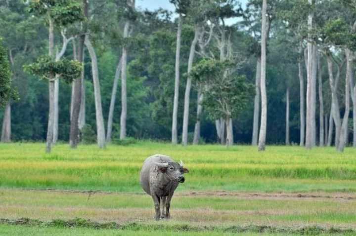 Rủ nhau về Tà Lài 