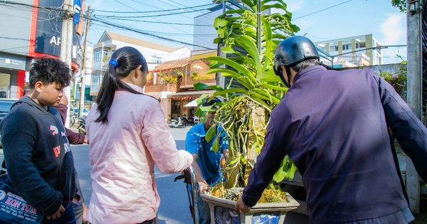 A 50-year-old "giant" noble wild orchid, over 2m tall, is causing a stir in Dak Lak.