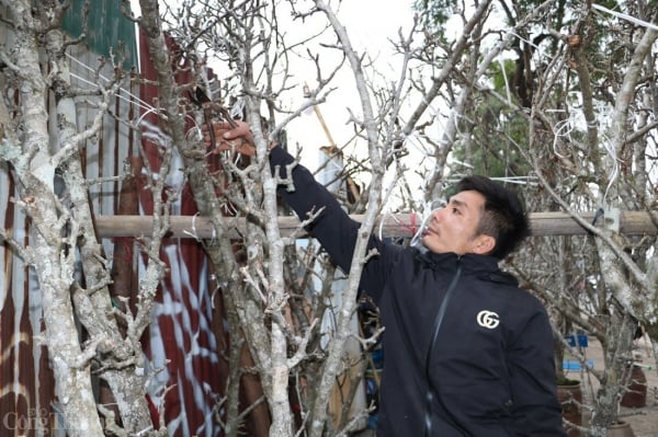 Wild pear flowers on the street, high prices still attract buyers