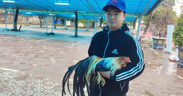 A strange breed of chicken with colorful feathers, knowing how to puff out its chest to show off its figure, is on display in Phu Tho, attracting many people to come and see it.