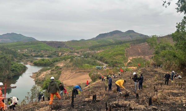 Plantation forestière animée au printemps