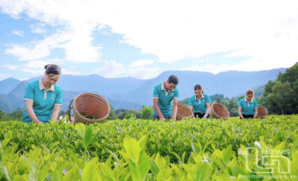 Thu hái chè tại vùng chè đặc sản La Bằng (Đại Từ).