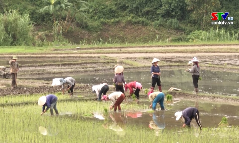 Les agriculteurs du district de Quynh Nhai se rendent aux champs au début du printemps