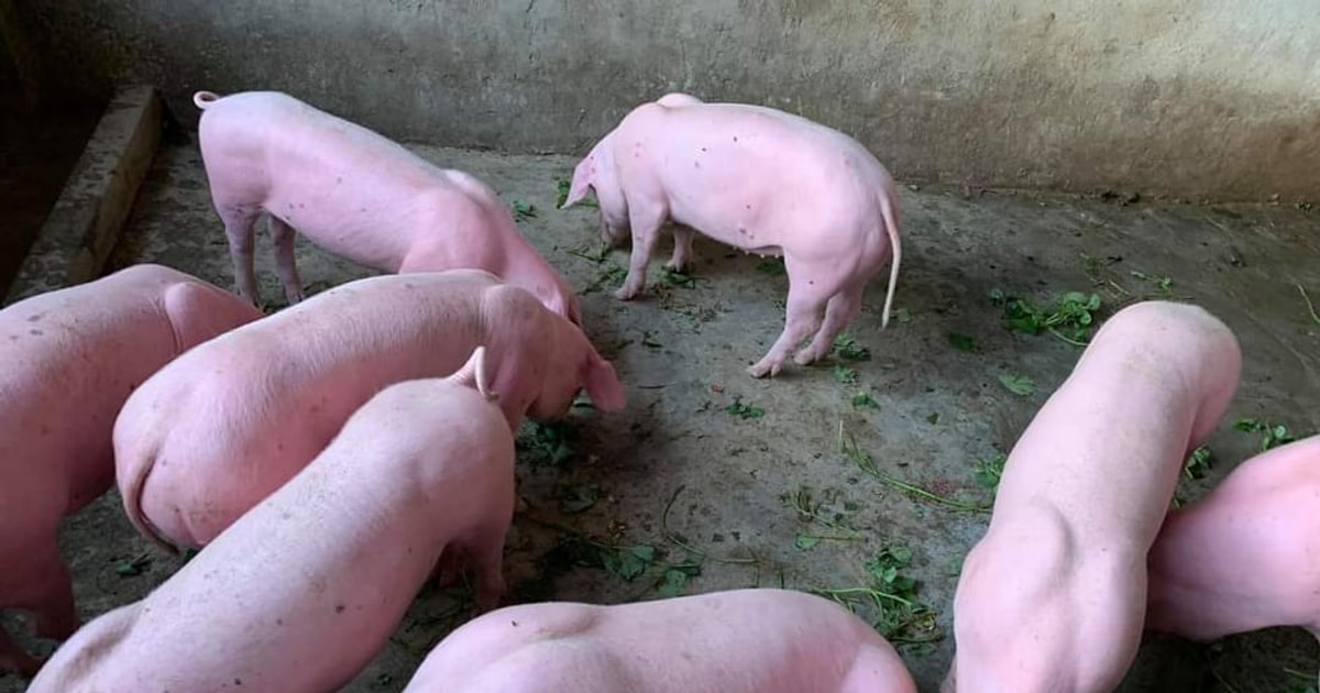 Pig price today February 10: Fluctuates from 67,000