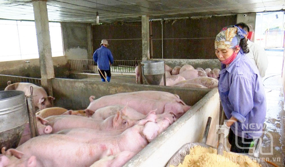 Members of the Green Livestock Cooperative, in Pha residential group, Luong Son ward (Song Cong city), mix feed for pigs.