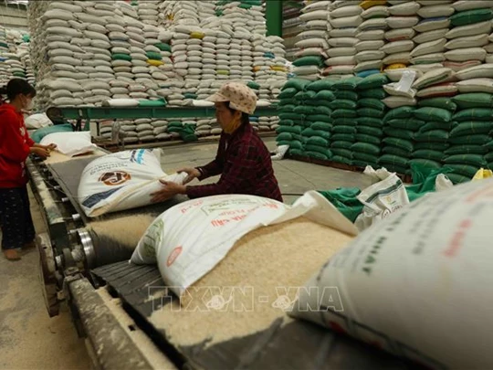 Vietnam's rice export price drops to nearly 400 USD/ton