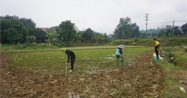 បន្ទាប់​ពី​តេត កសិករ​ឡាវ​បាន​ទៅ​ស្រែ​ដើម្បី​ផលិត​ផល​រដូវ​ផ្ការីក។