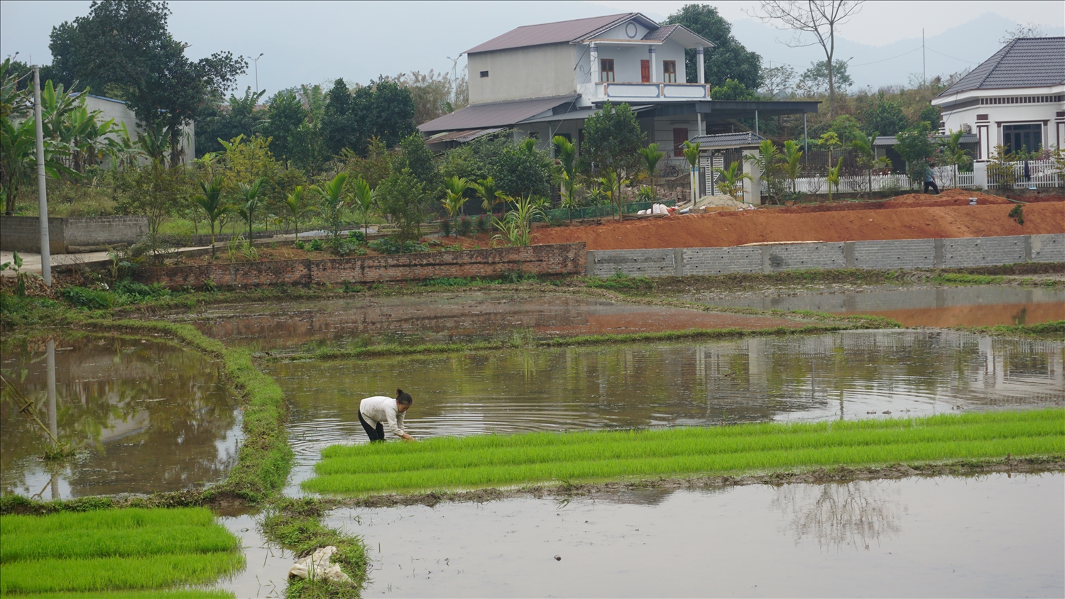 Thời tiết rét đậm, rét hại nên bà con nông dân phải thường xuyên kiểm tra diện tích mạ đã gieo