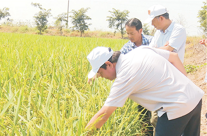 Die Stadt Hong Ngu lädt Unternehmen zu Beginn des Jahres zur Besichtigung landwirtschaftlicher Produktionsmodelle ein