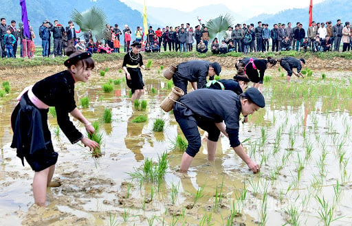 タイ族の水田稲作の知識は遺産として認められています。