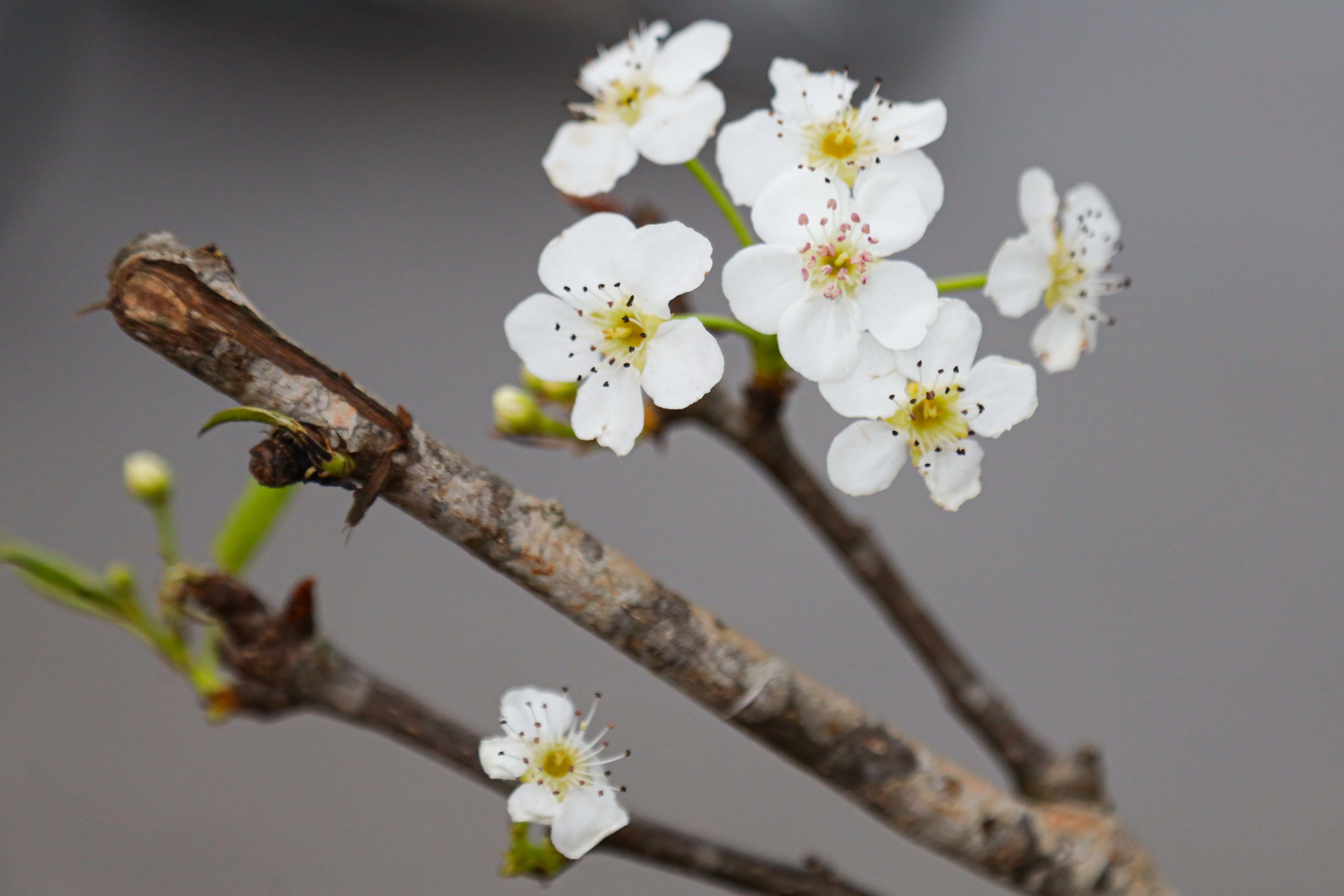 After Tet, Hanoians still spend millions to buy peach and pear trees from the Northwest forest