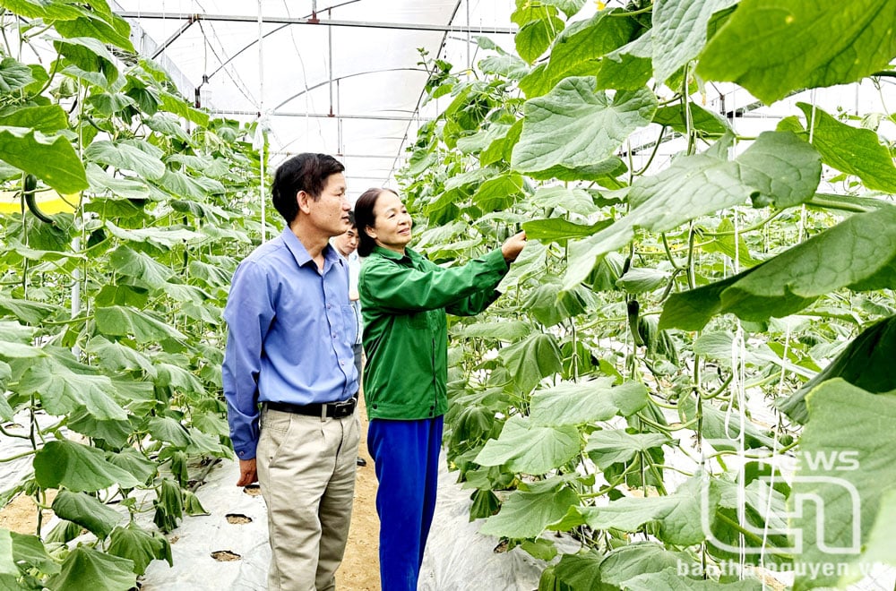 Song Cong City develops high-tech agriculture