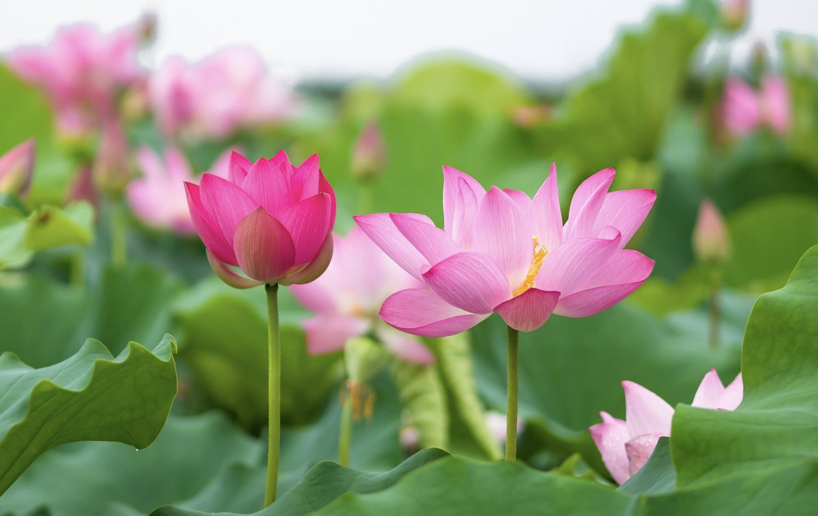 Die Felder mit leuchtendem Lotus und goldenem Reis lösen im Westen ein Fieber aus.