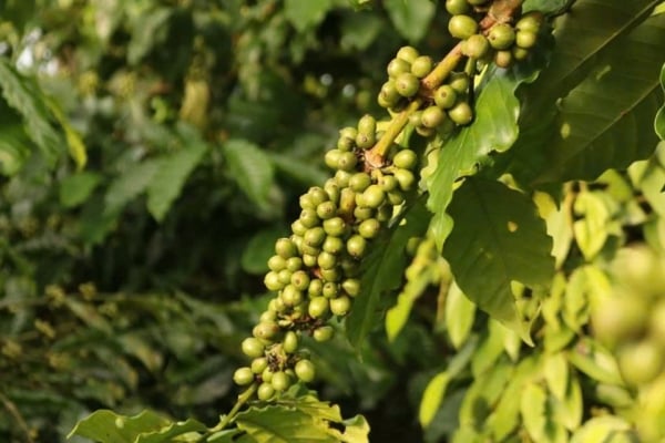 Domestic coffee prices today, February 10, 2025 remain stable