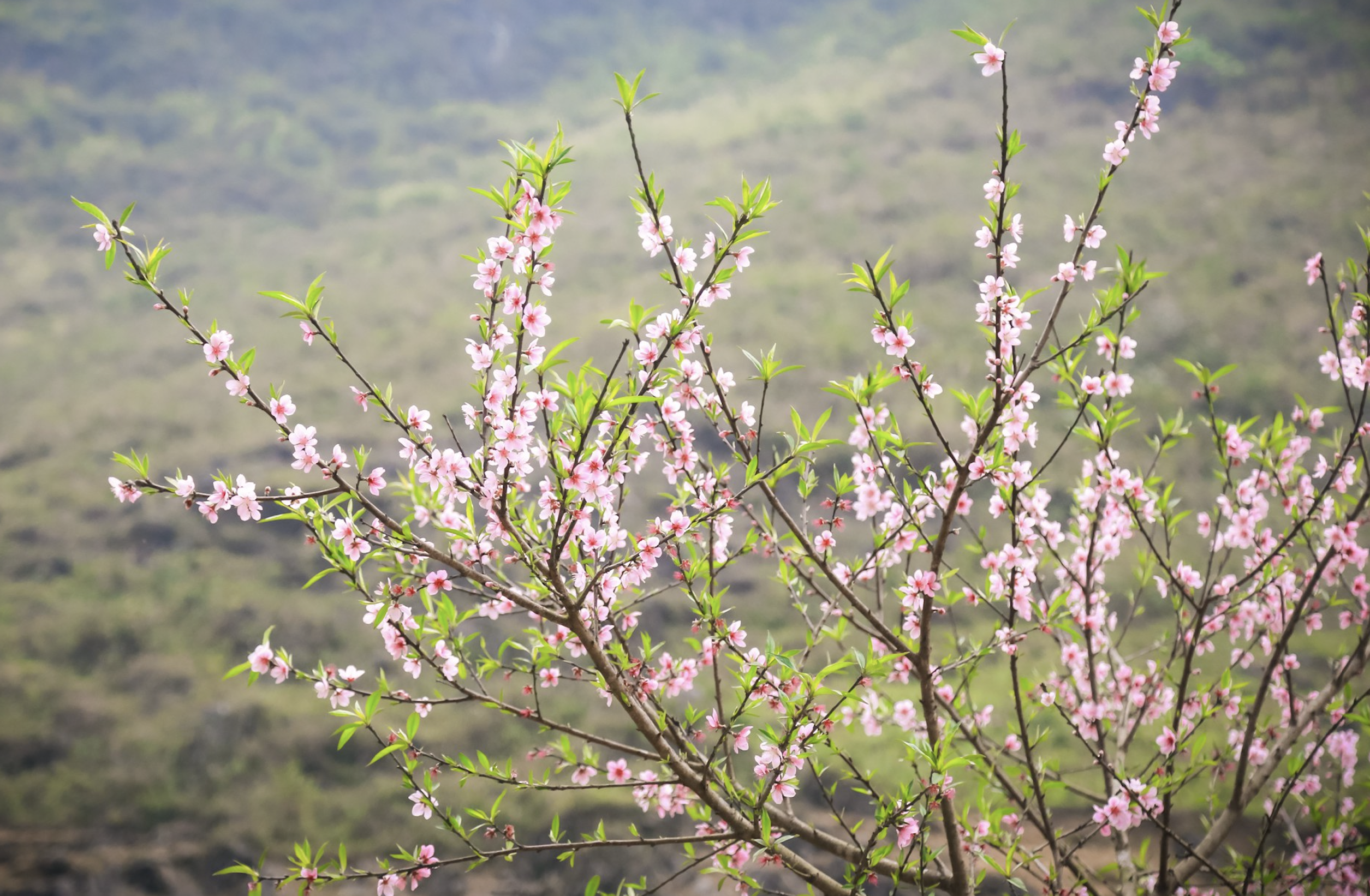 Lang Son brilla en la temporada de floración del melocotonero