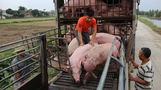 Tratar con rigor los casos de transporte de animales y productos animales de origen desconocido.