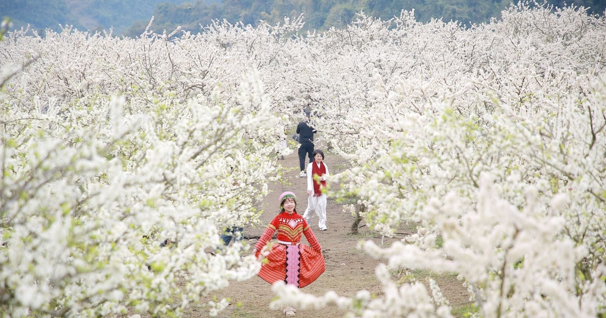 "Plum blossom white snow" on Moc Chau plateau