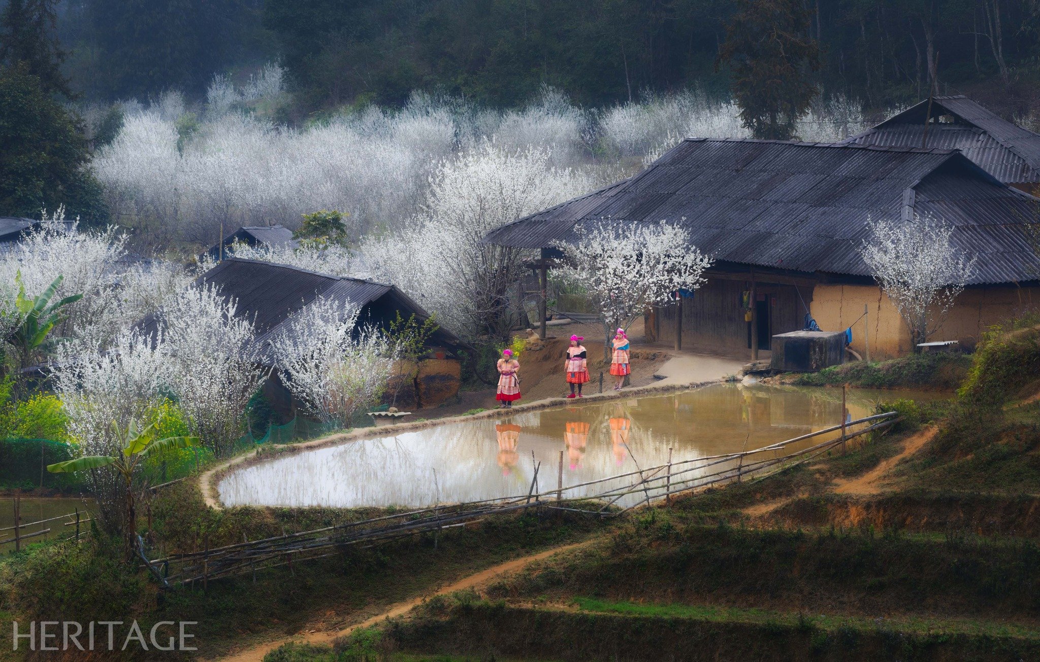 Tả Van Chư mùa mộng mơ