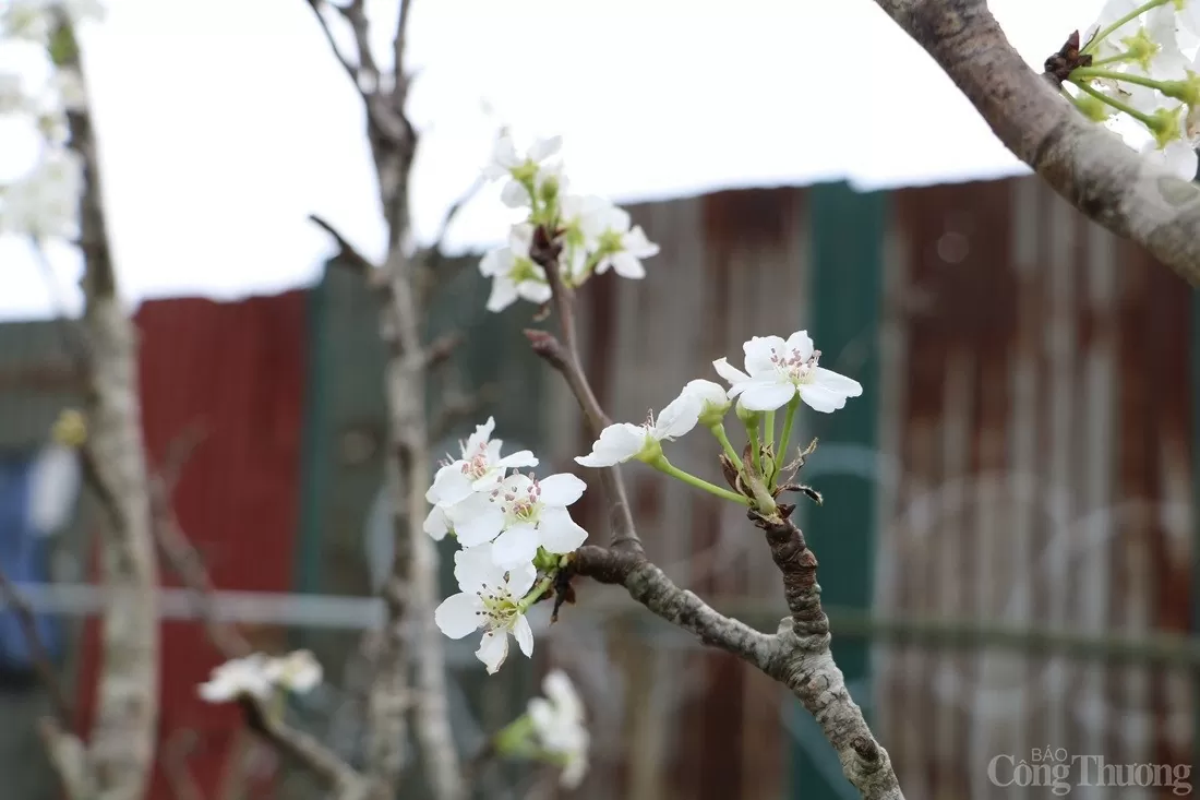 Hoa lê rừng xuống phố, giá cao vẫn hút người mua