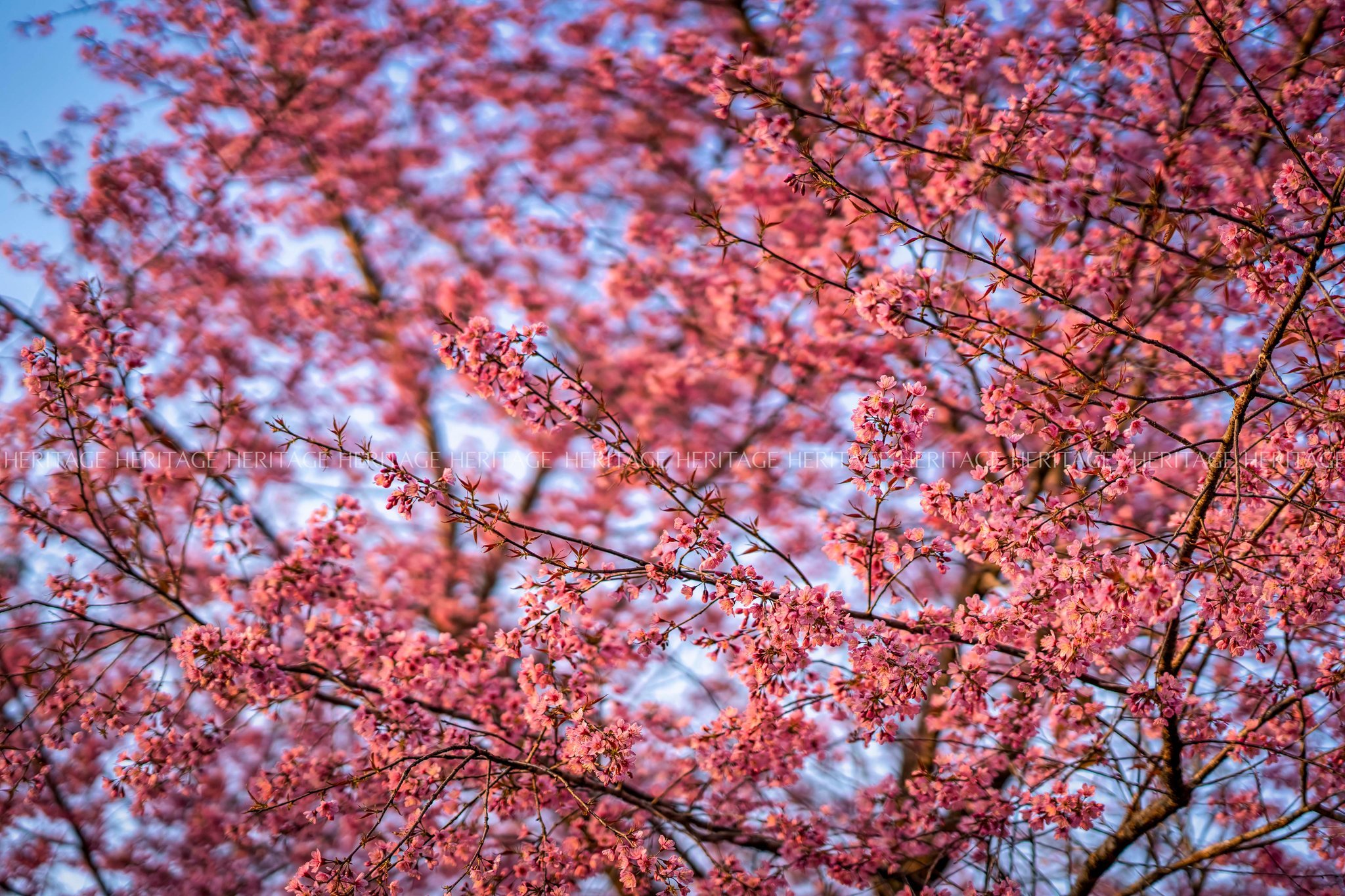 Las flores de cerezo son de un rosa brillante en la ciudad montañosa de Da Lat