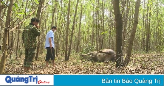 Déployer d’urgence des solutions pour faire face à la situation des buffles morts