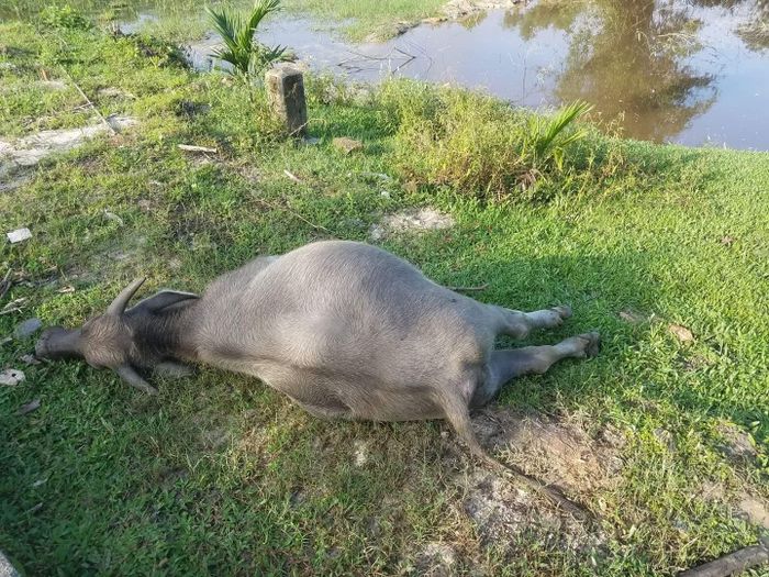 The cause of death of buffalo and cows was determined to be anthrax.