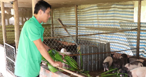 Quel genre de porc est le porc parfumé que les agriculteurs de Tay Ninh élèvent avec succès et vendent aux riches ?