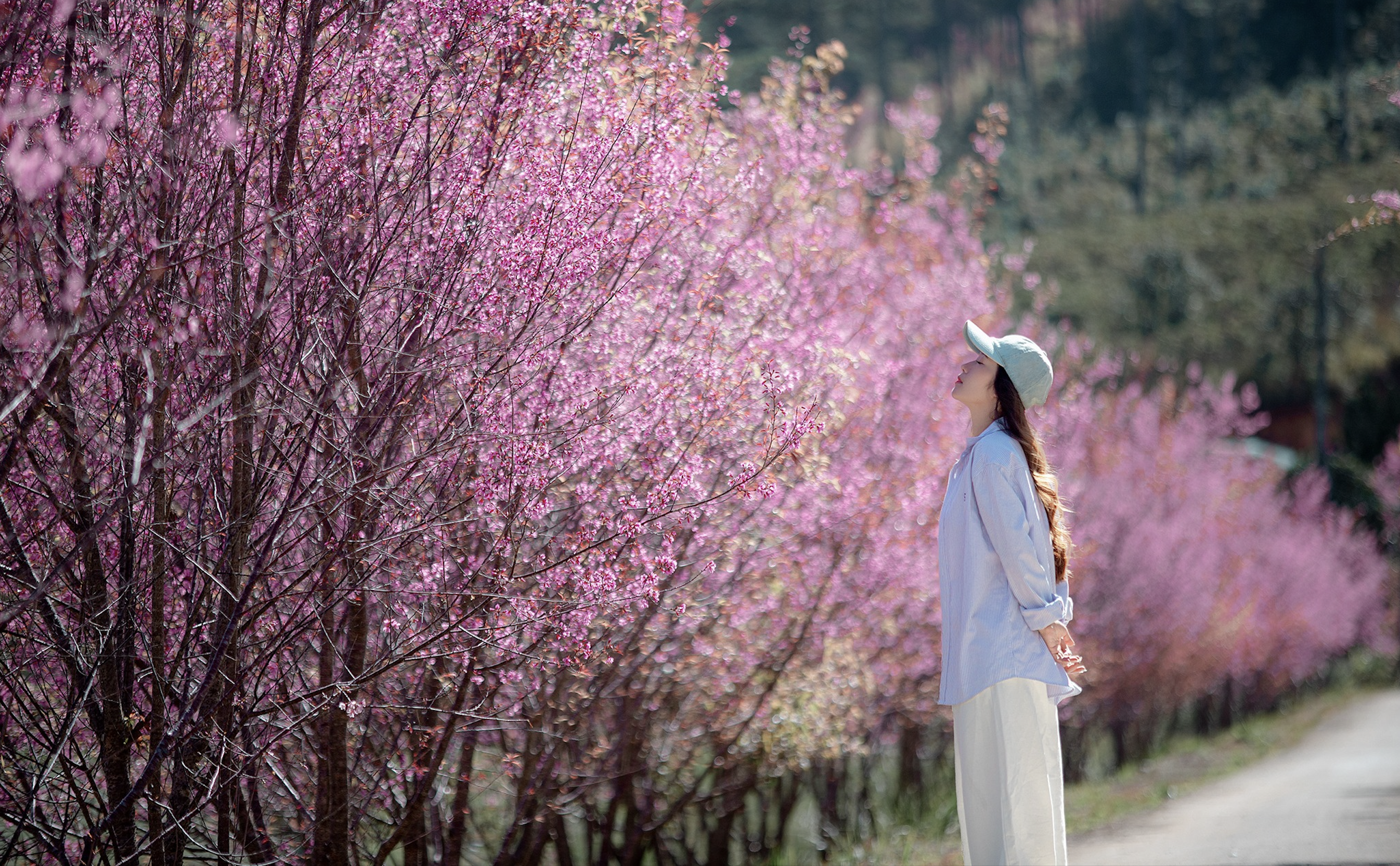 Las flores de cerezo son de un rosa brillante en la ciudad montañosa de Da Lat