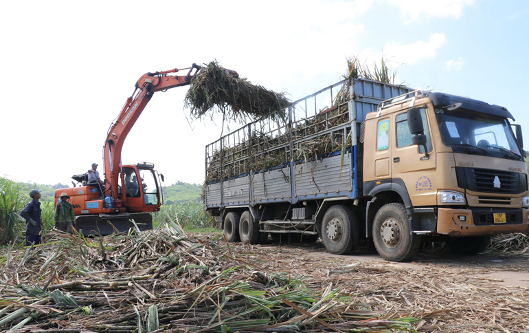 Cosecha de caña de azúcar y buen precio, agricultores entusiasmados