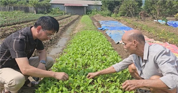 "Sống lại" những cánh đồng sau lũ