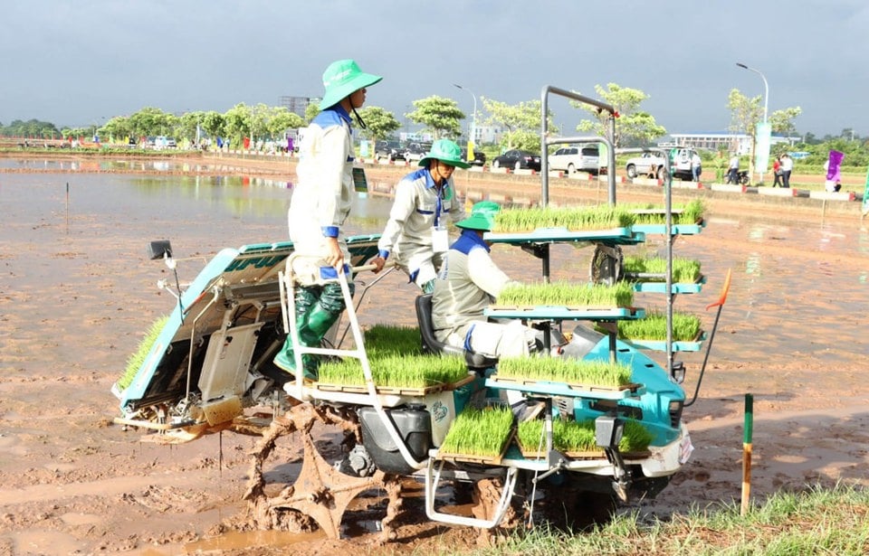 Einsatz einer Tablett-Pflanzmaschine im Reisanbau in der Gemeinde Nam Phong (Bezirk Phu Xuyen). Foto: Thu Phuong