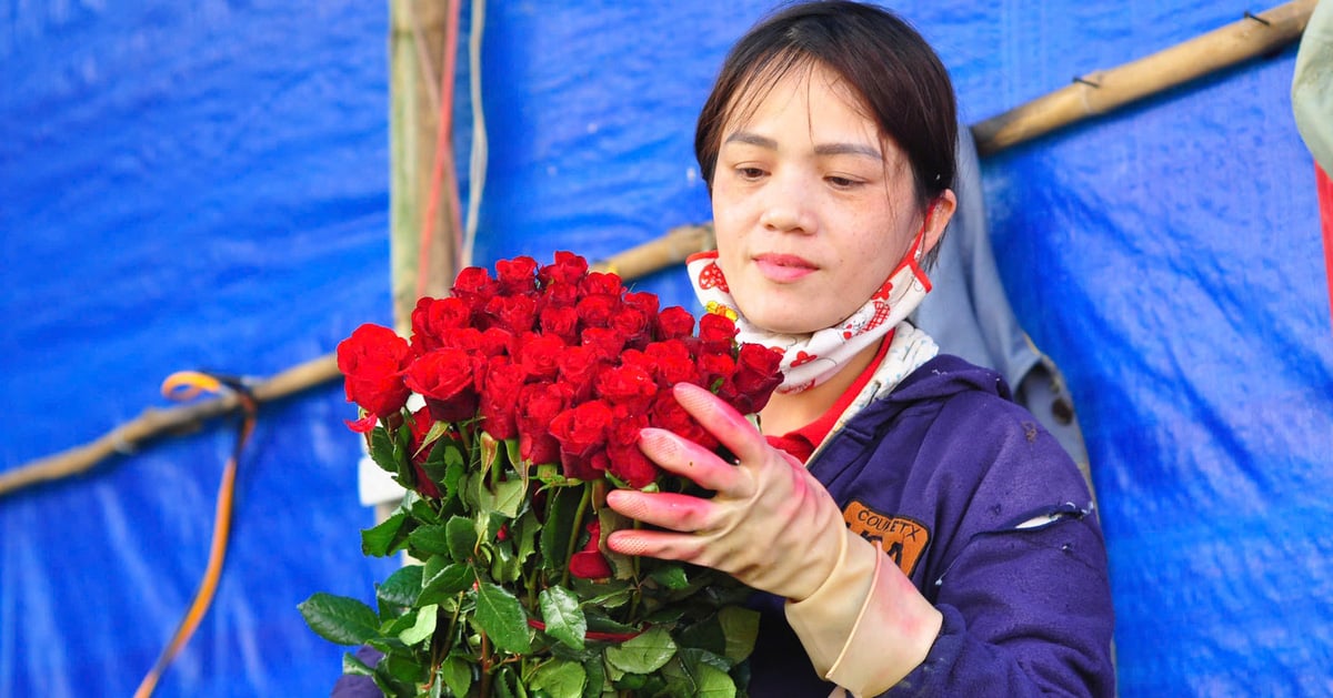 Le prix des roses de Dalat double avant la Saint-Valentin